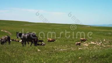 牛羊在田里吃草喝水